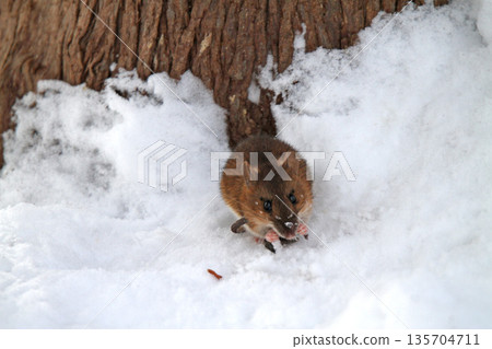 A field mouse crawls out of a tunnel under the snow in search of food. A field mouse crawls out of a tunnel under the snow in search of food. 135704711