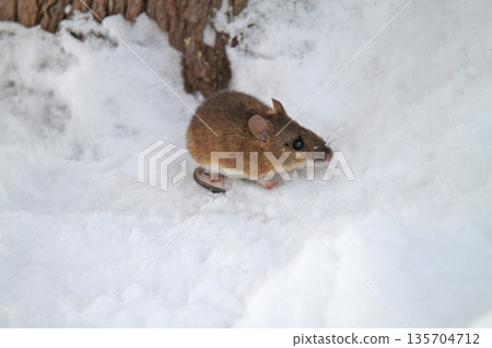 A field mouse crawls out of a tunnel under the snow in search of food. 135704712