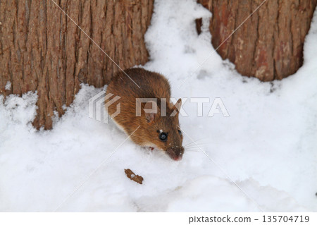 一隻田鼠從雪下的隧道爬出來尋找食物。 135704719