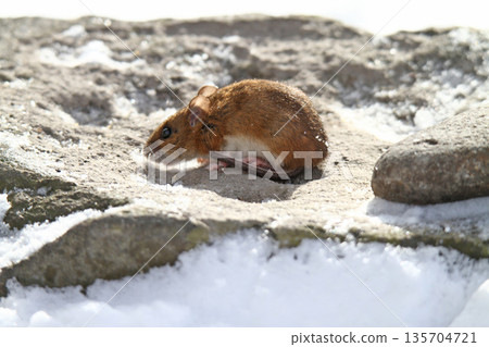 A field mouse crawls out of a tunnel under the snow in search of food. A field mouse crawls out of a tunnel under the snow in search of food. 135704721