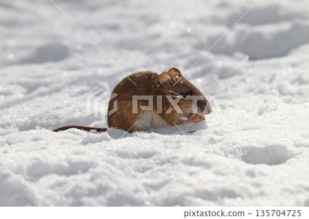 一隻田鼠從雪下的隧道爬出來尋找食物。 一隻田鼠從雪下的隧道爬出來尋找食物。 135704725