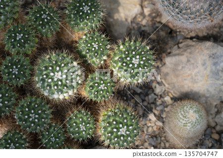 Rocky cacti under soft glow, Detailed botanical view of spiny cacti clustered on rocky soil with gentle overhead illumination 135704747