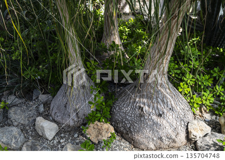 Examining diverse plant structures in nature, Tranquil subtropical setting showcasing hardy trees with rugged bases and lush foliage Examining diverse plant structures in nature, Tranquil subtropical setting showcasing hardy trees with rugged bases and lush foliage 135704748