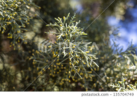 Small green sprigs, Conservation expert carefully inspects delicate evergreen buds under clear daytime skies with tranquil ambiance Small green sprigs, Conservation expert carefully inspects delicate evergreen buds under clear daytime skies with tranquil ambiance 135704749