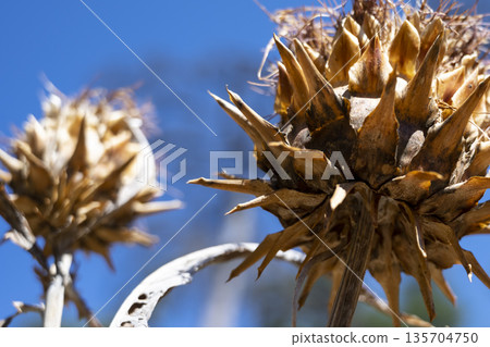 Seed head against blue background, Photograph of dried teasel head featuring seed dispersal study with vivid contrast and shallow focus Seed head against blue background, Photograph of dried teasel head featuring seed dispersal study with vivid contrast and shallow focus 135704750