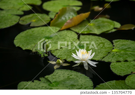 White water lily White water lily 135704770