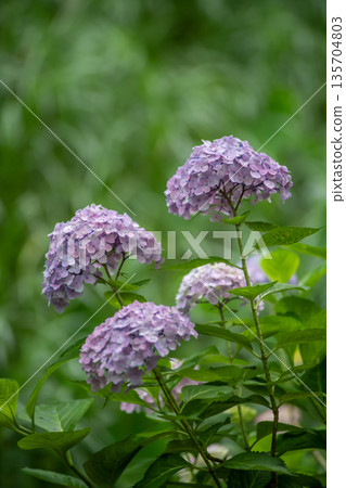 Hydrangeas sparkling in the sunshine during the rainy season. 135704803
