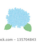 淺藍色繡球花，非常適合雨季。 135704843
