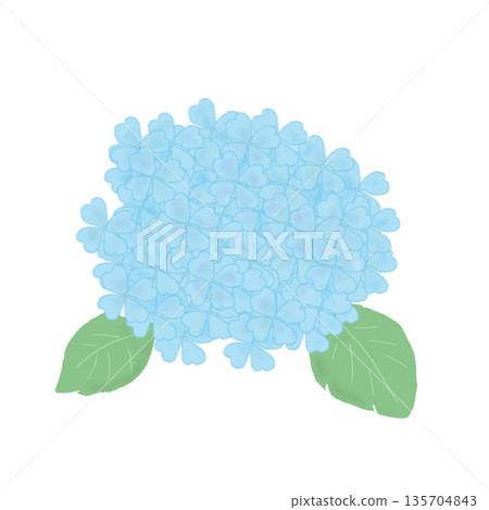 淺藍色繡球花，非常適合雨季。 135704843