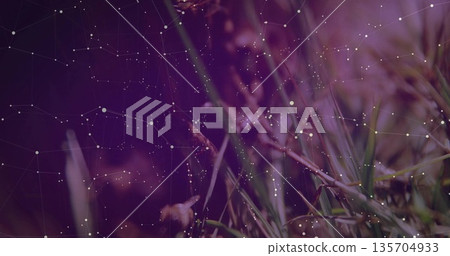 Showing grass blades with seed heads swaying in meadow, with white dots network overlay, copy space Showing grass blades with seed heads swaying in meadow, with white dots network overlay, copy space 135704933