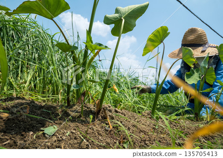field, taro, farmer 135705413