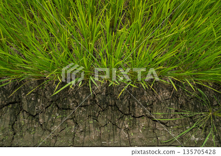 paddy field, rice field, paddy 135705428