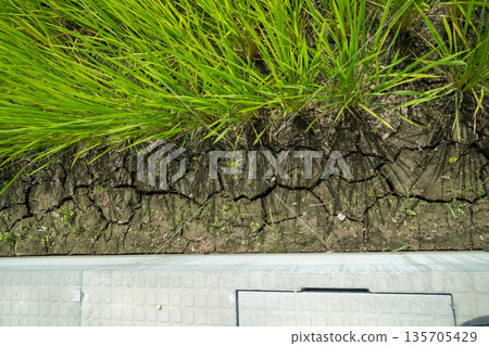 paddy field, rice field, paddy 135705429