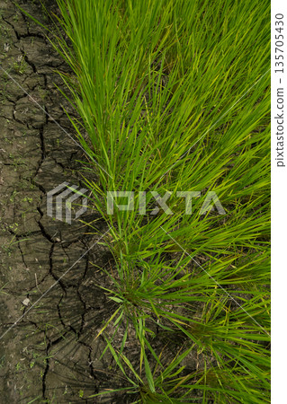 paddy field, rice field, paddy 135705430