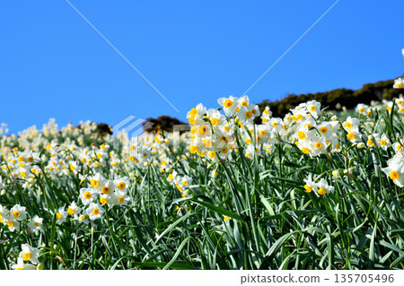 Nomozaki daffodils, Narcissus Nomozaki daffodils, Narcissus 135705496