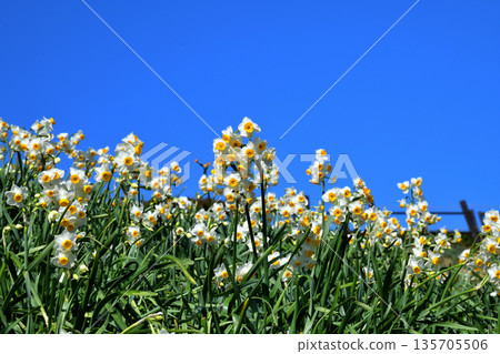 Nomozaki daffodils, Narcissus Nomozaki daffodils, Narcissus 135705506