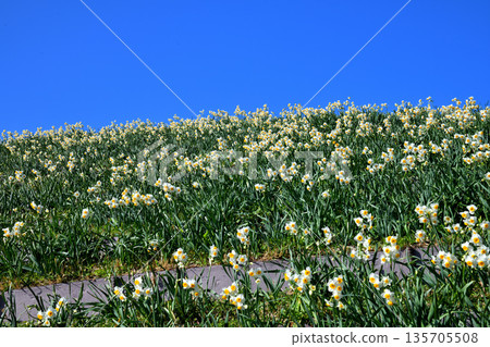 Nomozaki daffodils, Narcissus Nomozaki daffodils, Narcissus 135705508