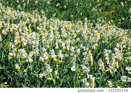 Nomozaki daffodils, Narcissus Nomozaki daffodils, Narcissus 135705534