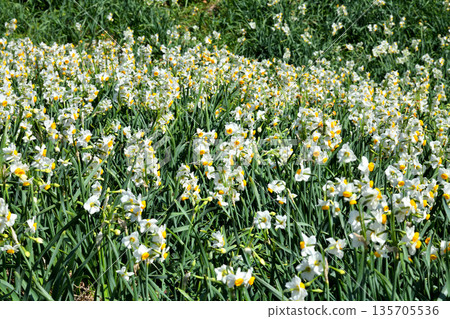 Nomozaki daffodils, Narcissus Nomozaki daffodils, Narcissus 135705536