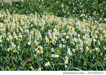 Nomozaki daffodils, Narcissus 135705537