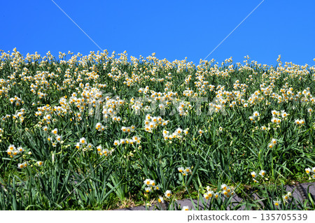 Nomozaki daffodils, Narcissus Nomozaki daffodils, Narcissus 135705539