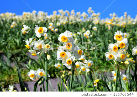 Nomozaki daffodils, Narcissus Nomozaki daffodils, Narcissus 135705544