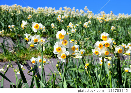 Nomozaki daffodils, Narcissus 135705545