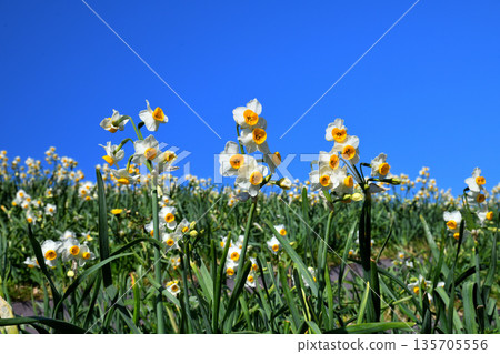Nomozaki daffodils, Narcissus 135705556