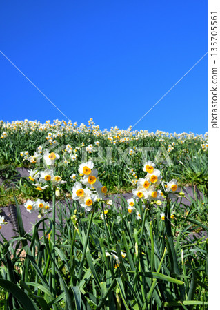 Nomozaki daffodils, Narcissus Nomozaki daffodils, Narcissus 135705561