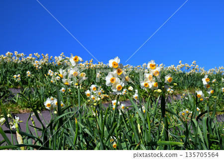 Nomozaki daffodils, Narcissus Nomozaki daffodils, Narcissus 135705564