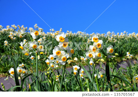 Nomozaki daffodils, Narcissus 135705567