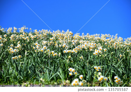 Nomozaki daffodils, Narcissus Nomozaki daffodils, Narcissus 135705587