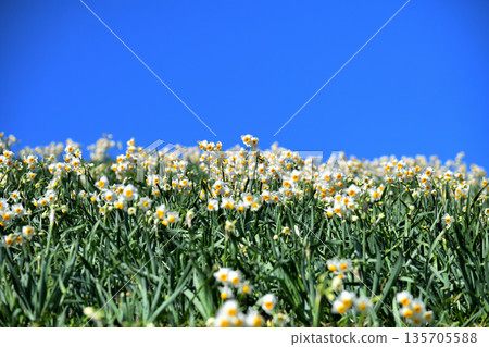 Nomozaki daffodils, Narcissus 135705588