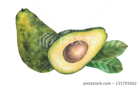 Watercolor avocado. Whole and cut avocado fruit half with seed and leaves. Hand drawn illustration isolated from background for food, healthy lifestyle concepts, packaging design, farm product label. Watercolor avocado. Whole and cut avocado fruit half with seed and leaves. Hand drawn illustration isolated from background for food, healthy lifestyle concepts, packaging design, farm product label. 135705602