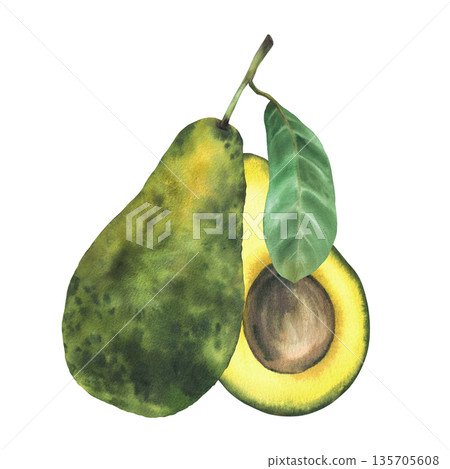 Watercolor whole avocado fruit. One ripe avocado with textured green skin, peel and stem. Hand drawn illustration isolated from background for vegetable food design, healthy vegan product packaging. Watercolor whole avocado fruit. One ripe avocado with textured green skin, peel and stem. Hand drawn illustration isolated from background for vegetable food design, healthy vegan product packaging. 135705608