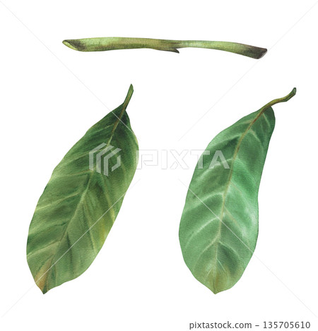 Leaves and stem of avocado plant tree branch. Watercolor Botanical hand painting of green plant leaf and twig. Nature tropical floral set. Avocado exotic foliage. Isolated from background illustration Leaves and stem of avocado plant tree branch. Watercolor Botanical hand painting of green plant leaf and twig. Nature tropical floral set. Avocado exotic foliage. Isolated from background illustration 135705610