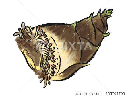 剛挖出的帶根竹筍 - 手繪筆觸向量圖 135705703