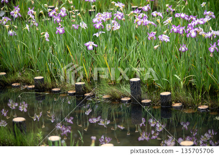 粉紅色的虹膜 粉紅色的虹膜 135705706