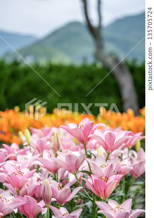 A landscape of blooming lilies 135705724