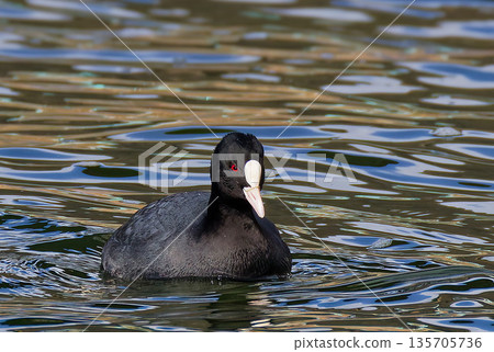 Coon swimming gracefully 135705736