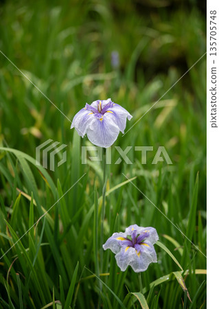 Light purple iris 135705748