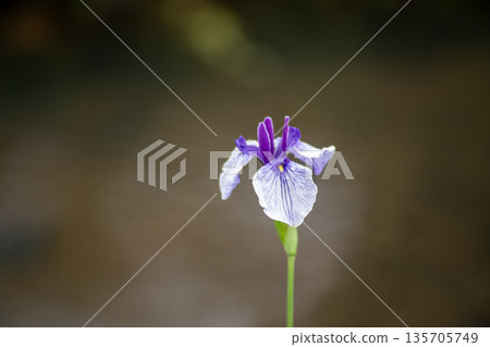 Pretty flowers Pretty flowers 135705749