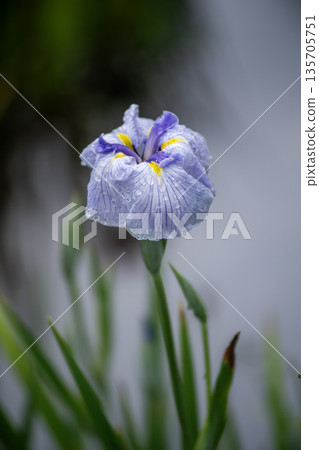 Blue irises Blue irises 135705751