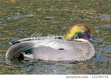 An adult male mallard floating on the river 135705778