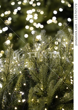 Twinkling Christmas Lights on Evergreen Branches 135705779