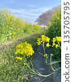 A gentle spring scene of rape blossoms blooming along the trail 135705795