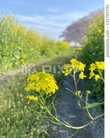 春日油菜花盛開,一條小徑蜿蜒而行。 春日油菜花盛開,一條小徑蜿蜒而行。 135705795
