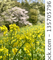 A Japanese spring landscape with overlapping rape blossoms and cherry blossoms 135705796