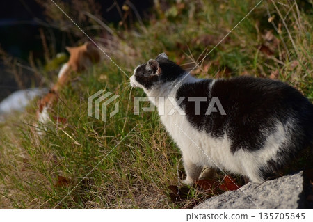 Regional cat 135705845