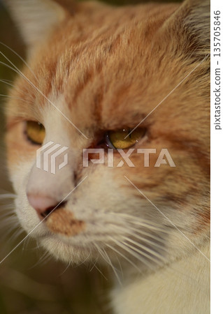 Regional cat 135705846